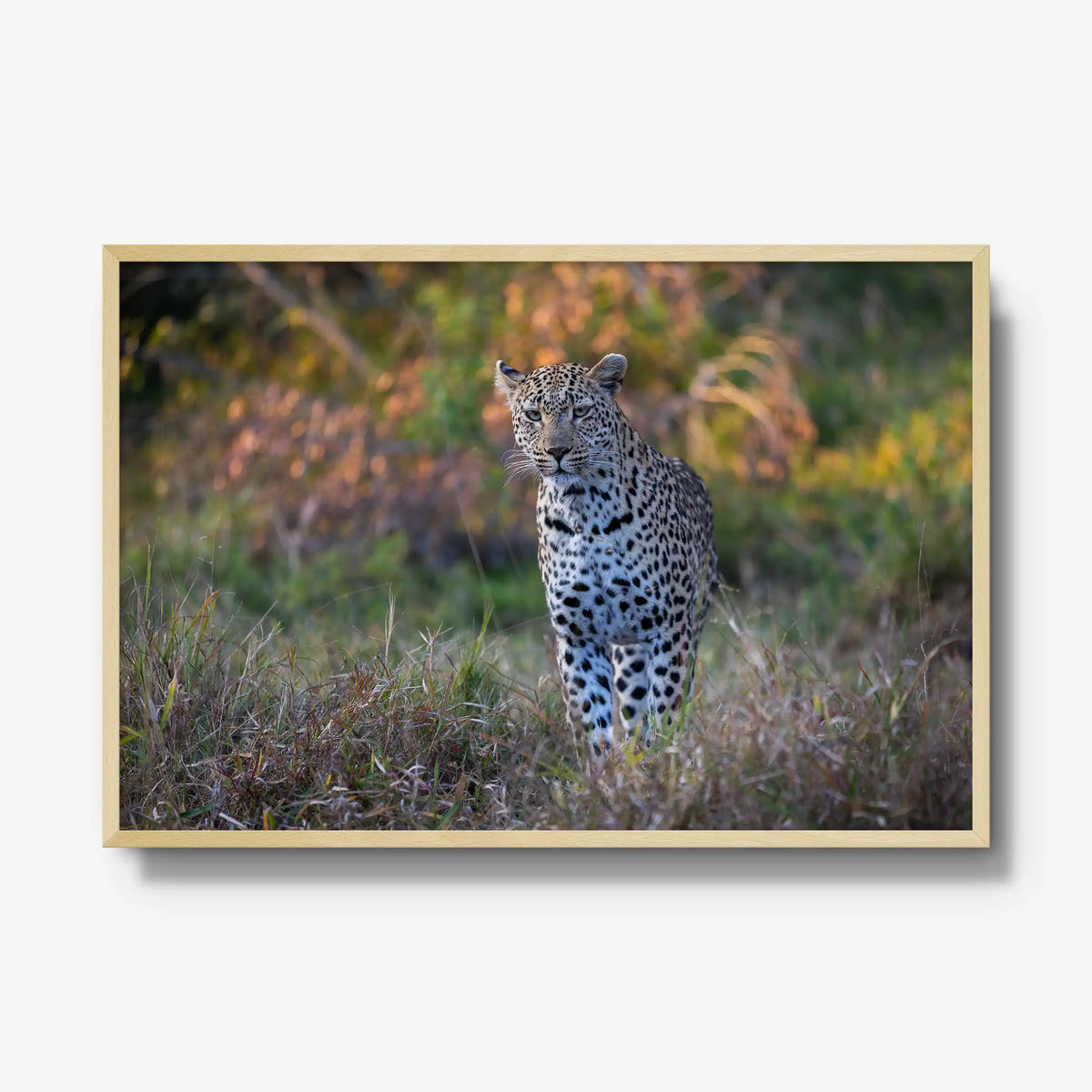 The Approach — gallery / natural / full