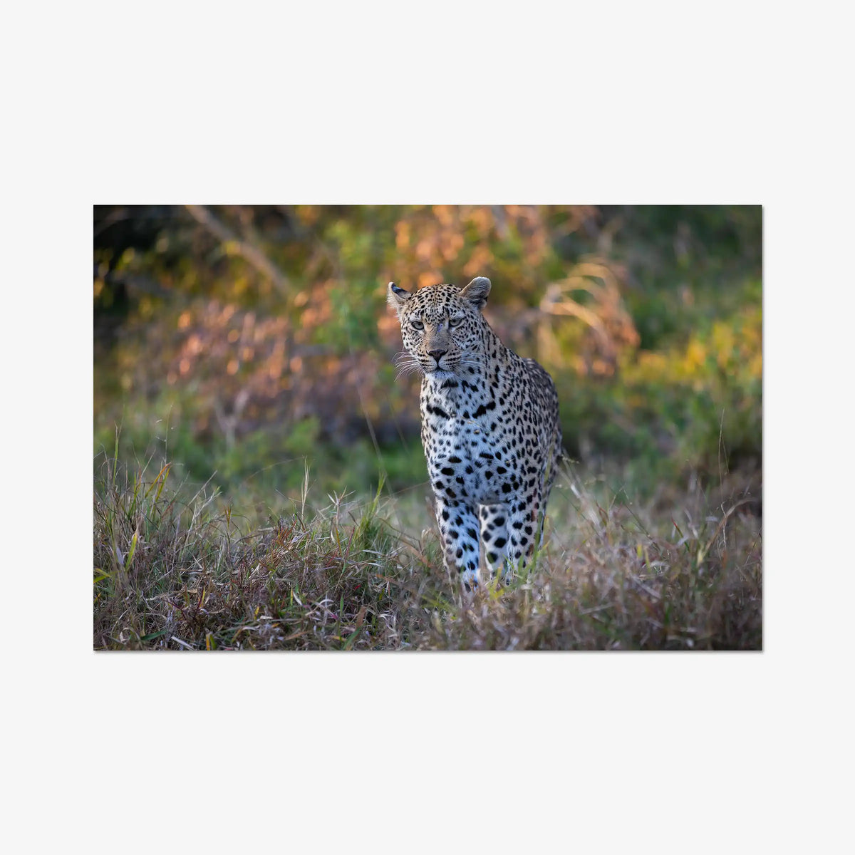 The Approach — gallery / print / n/a