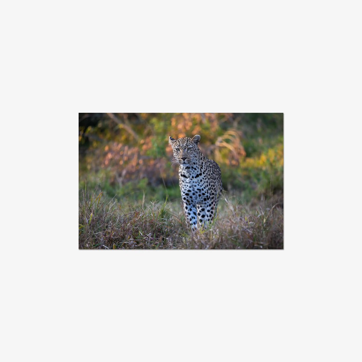 The Approach — mini / digital / n/a