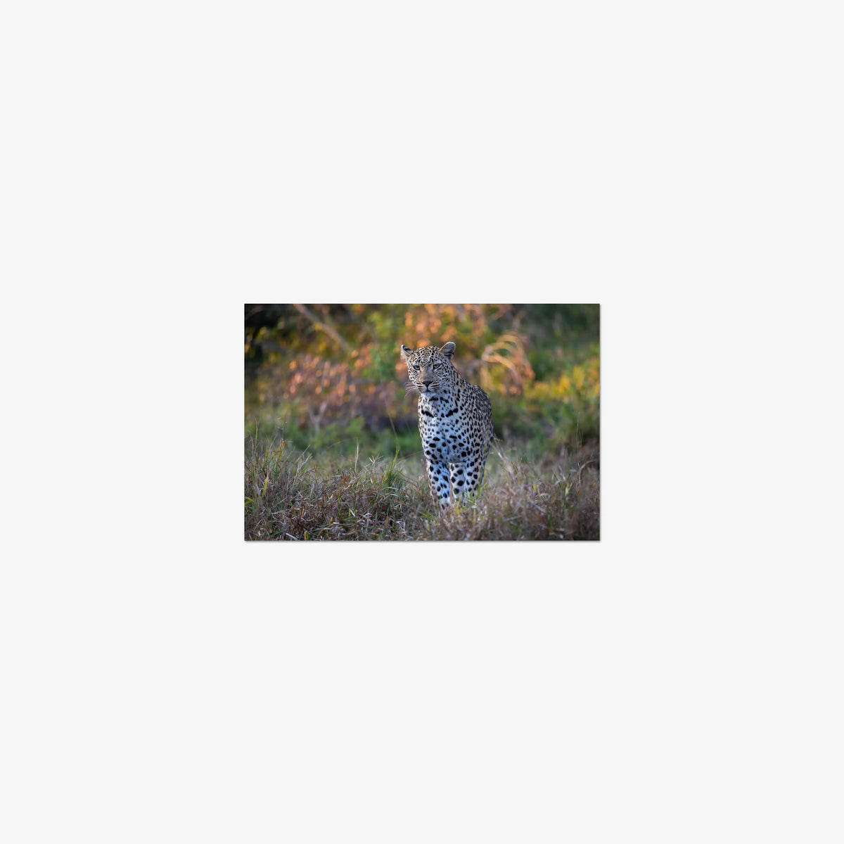 The Approach — mini / print / n/a