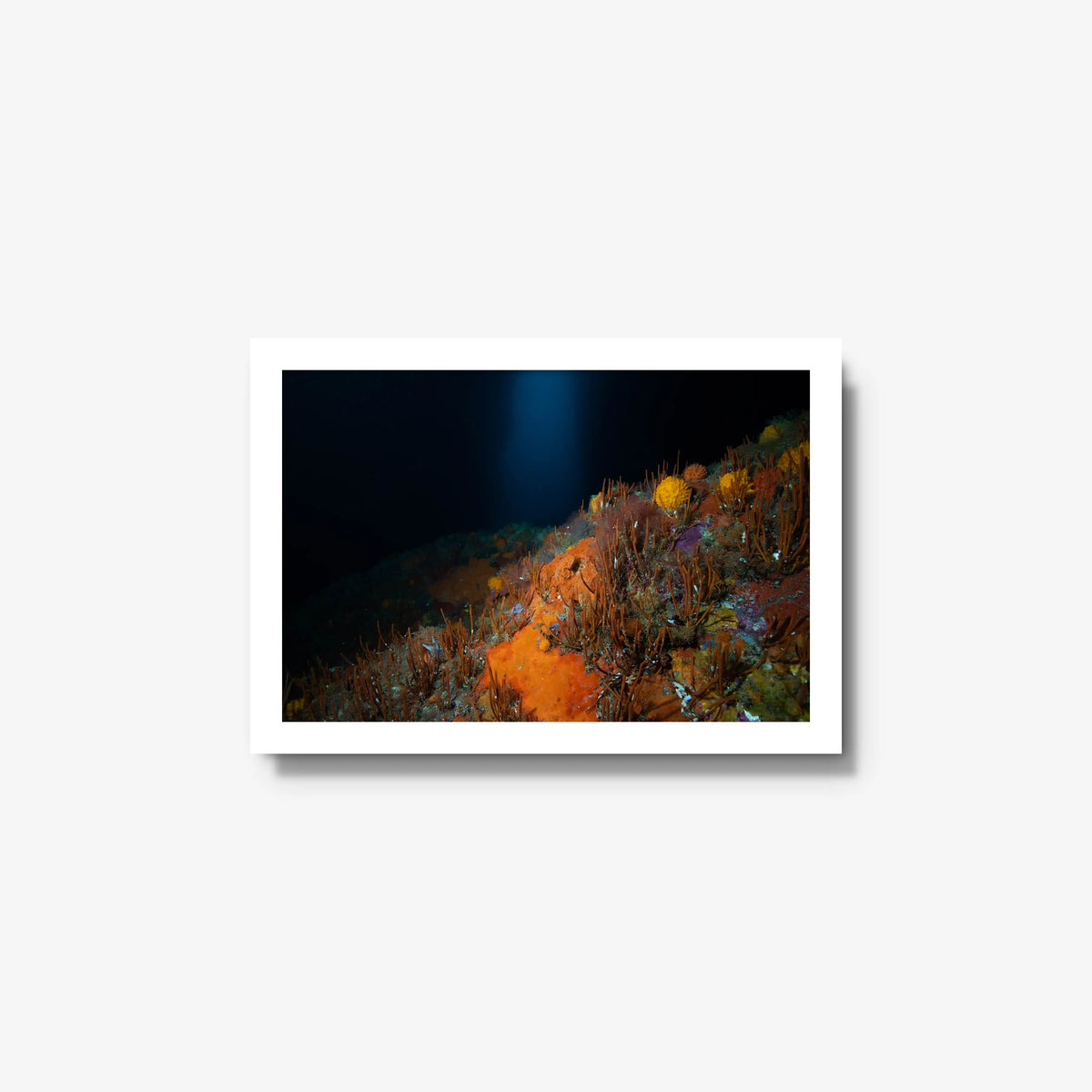 The Northern Arch — small / white / full