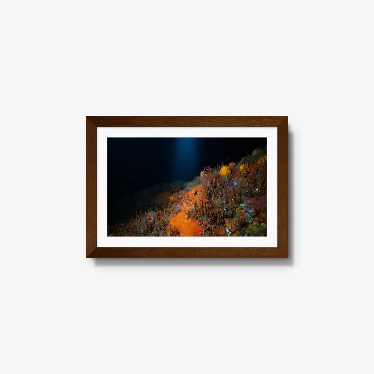The Northern Arch — small / brown / mat
