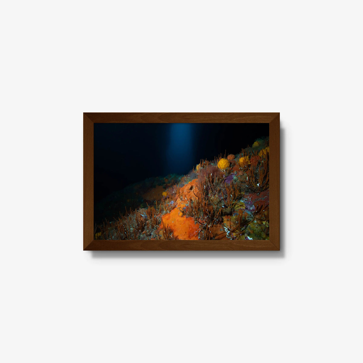 The Northern Arch — small / brown / full