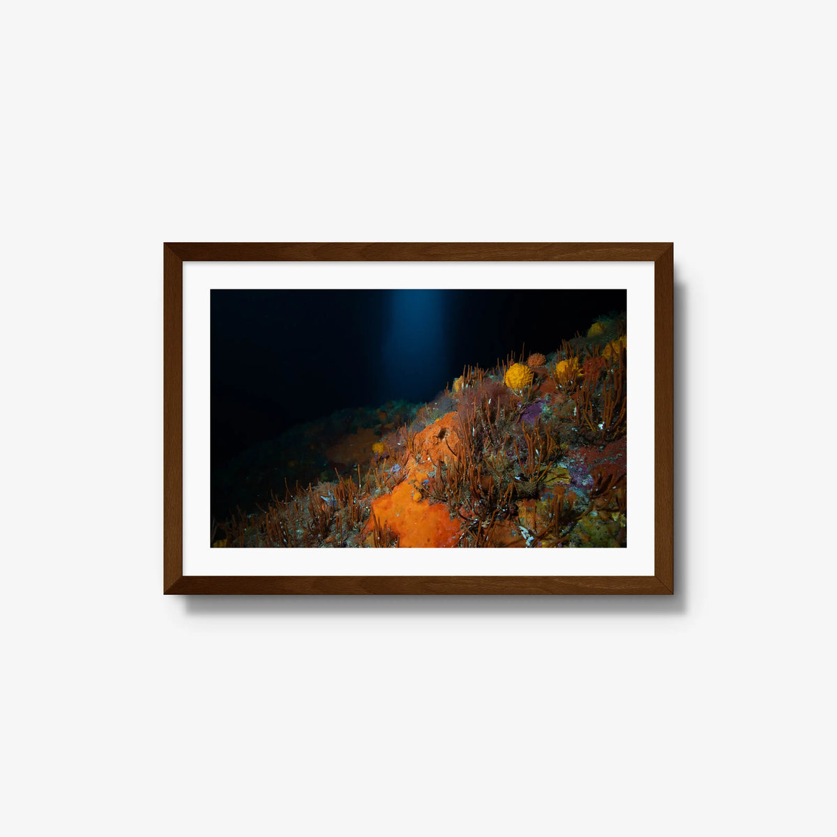 The Northern Arch — medium / brown / mat