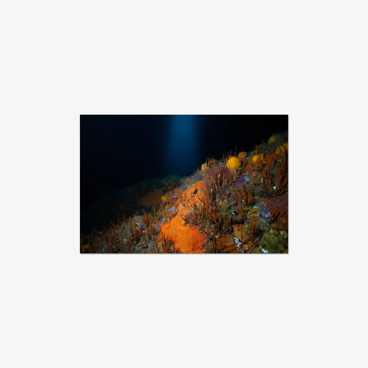 The Northern Arch — medium / print / n/a