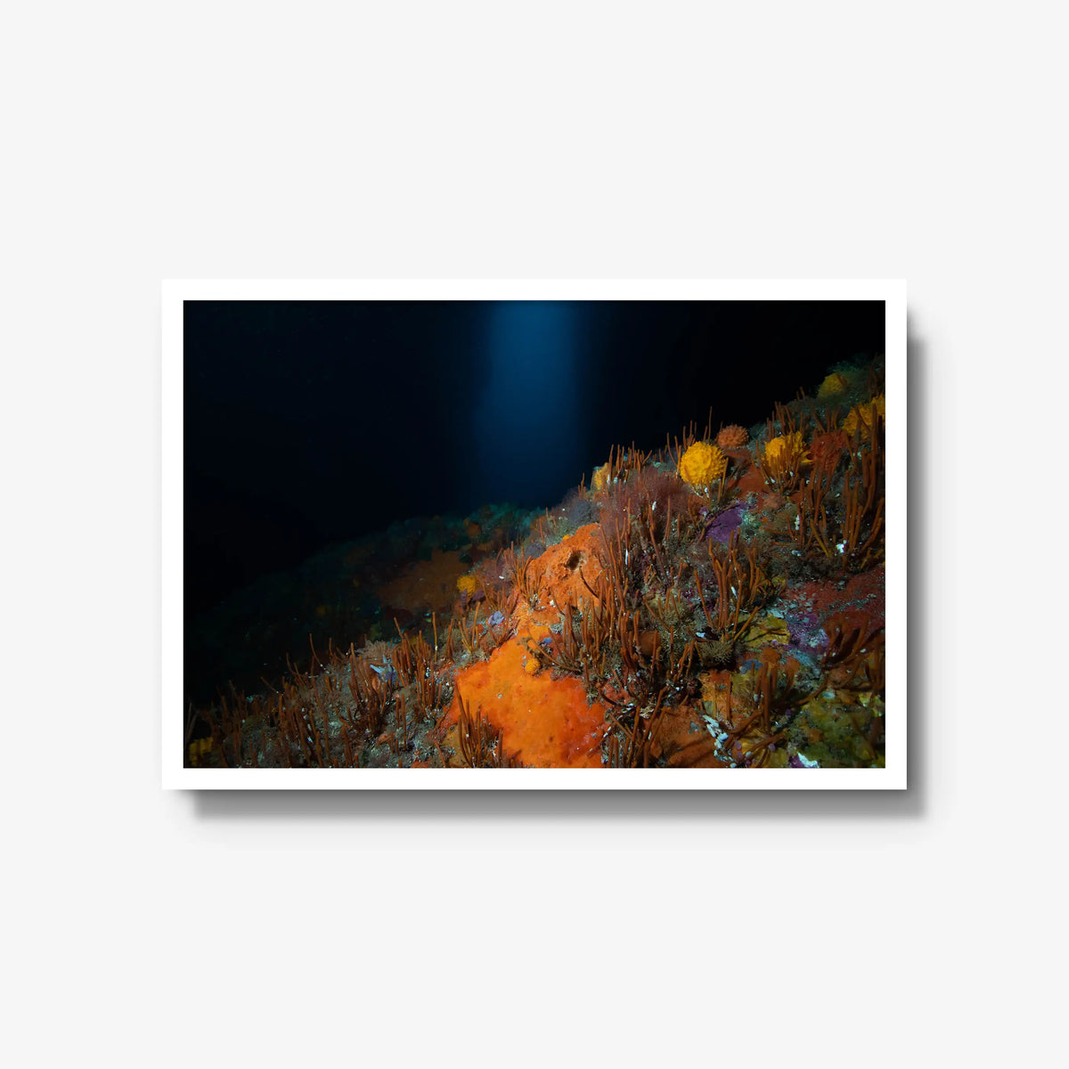 The Northern Arch — large / white / full