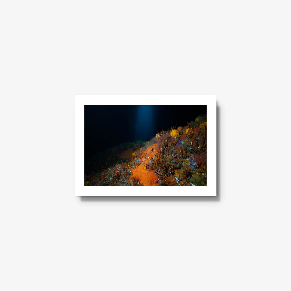 The Northern Arch — mini / white / full