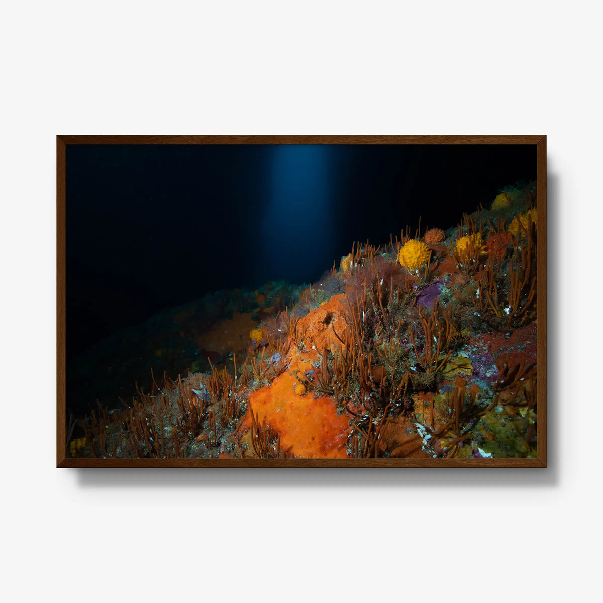 The Northern Arch — gallery / brown / full