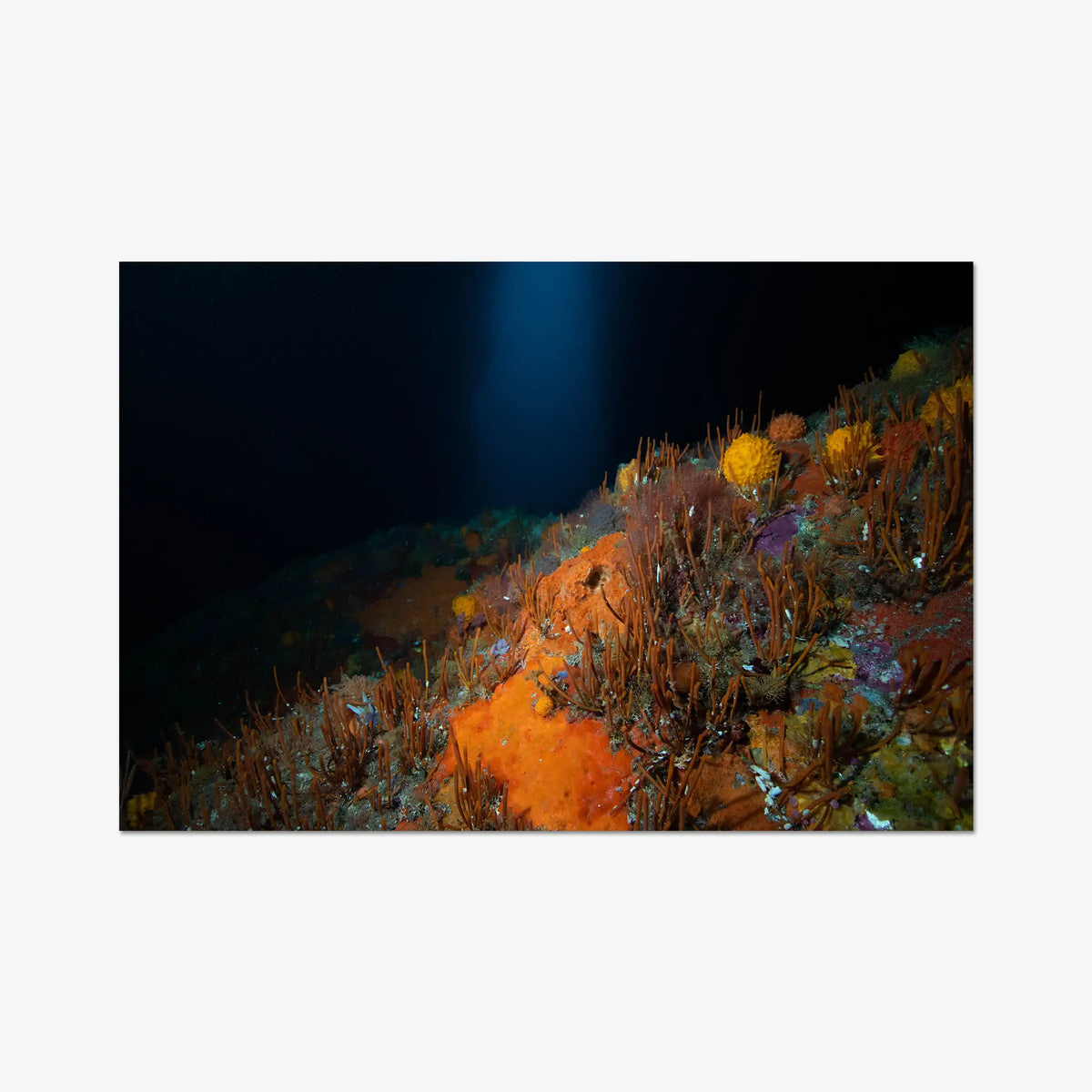The Northern Arch — gallery / print / n/a