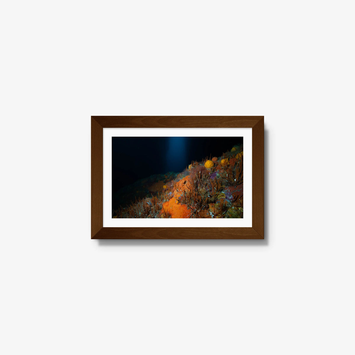 The Northern Arch — mini / brown / mat