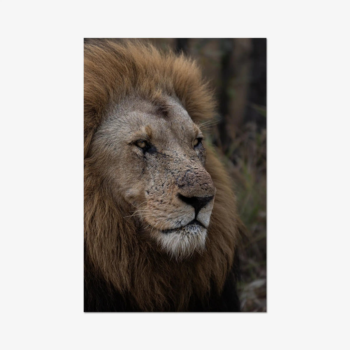 The Old — gallery / print / n/a