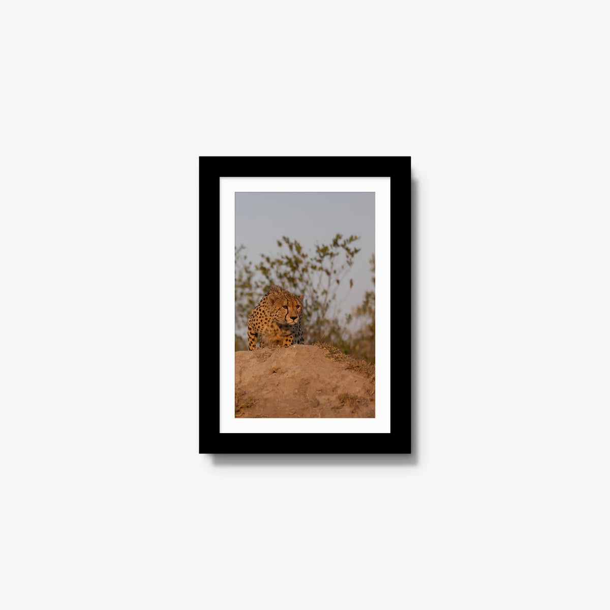 The Survey — mini / black / mat