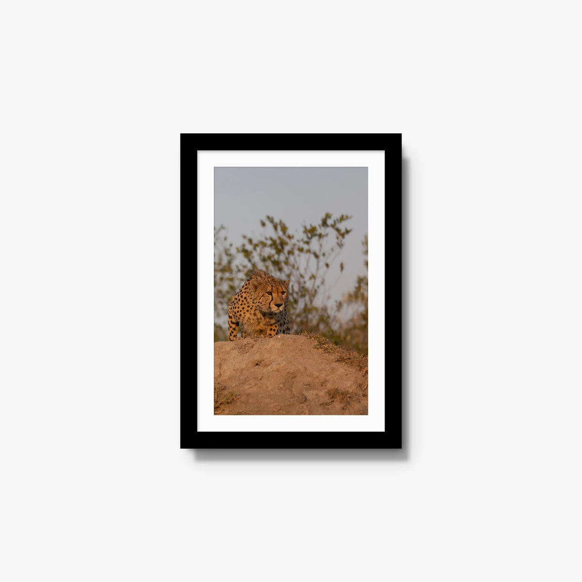 The Survey — small / black / mat