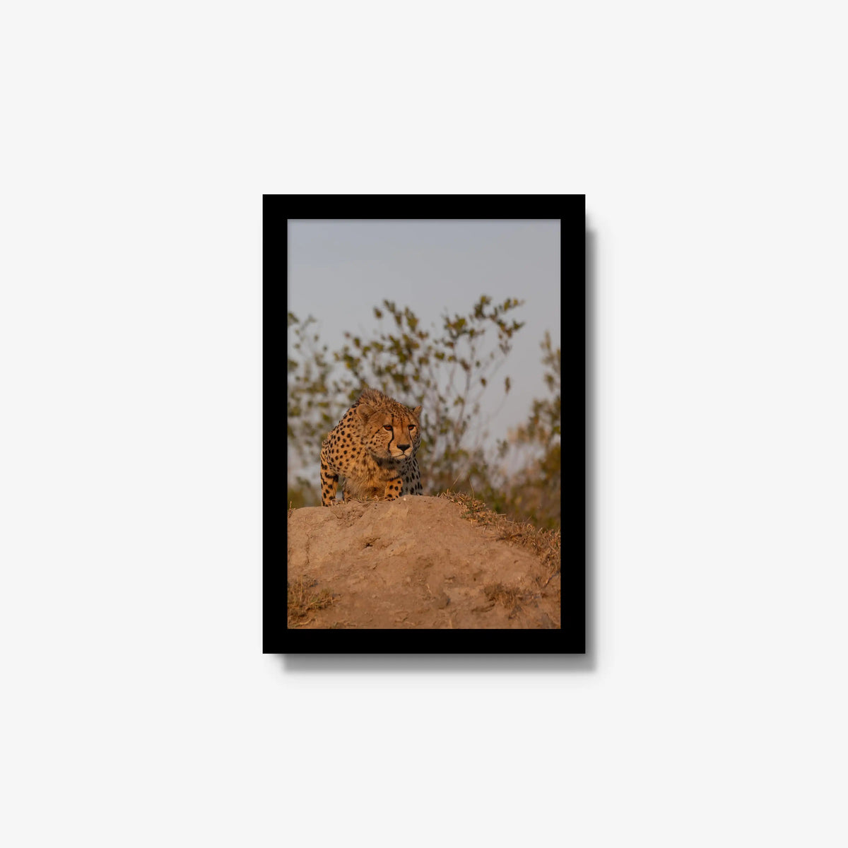 The Survey — small / black / full