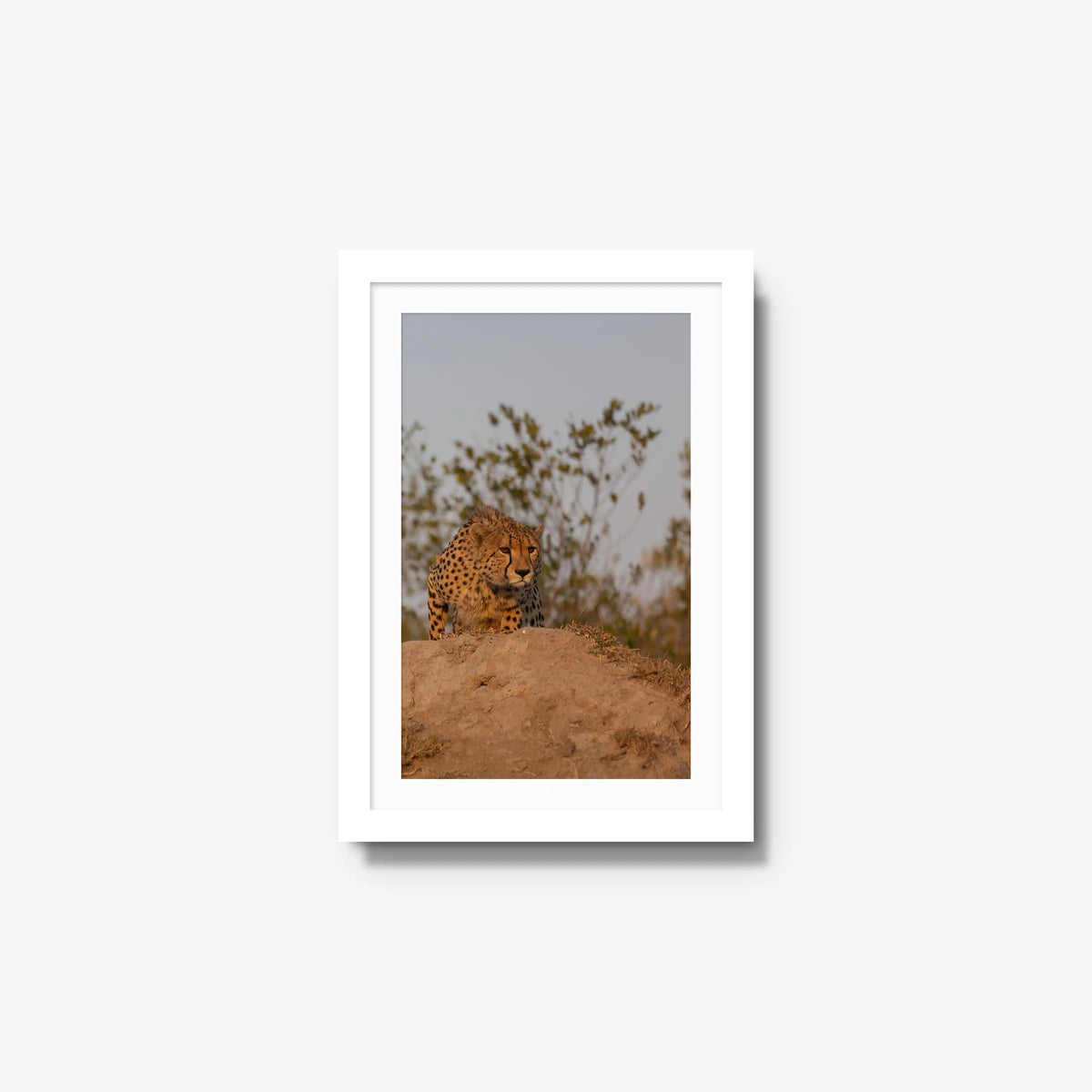 The Survey — small / white / mat