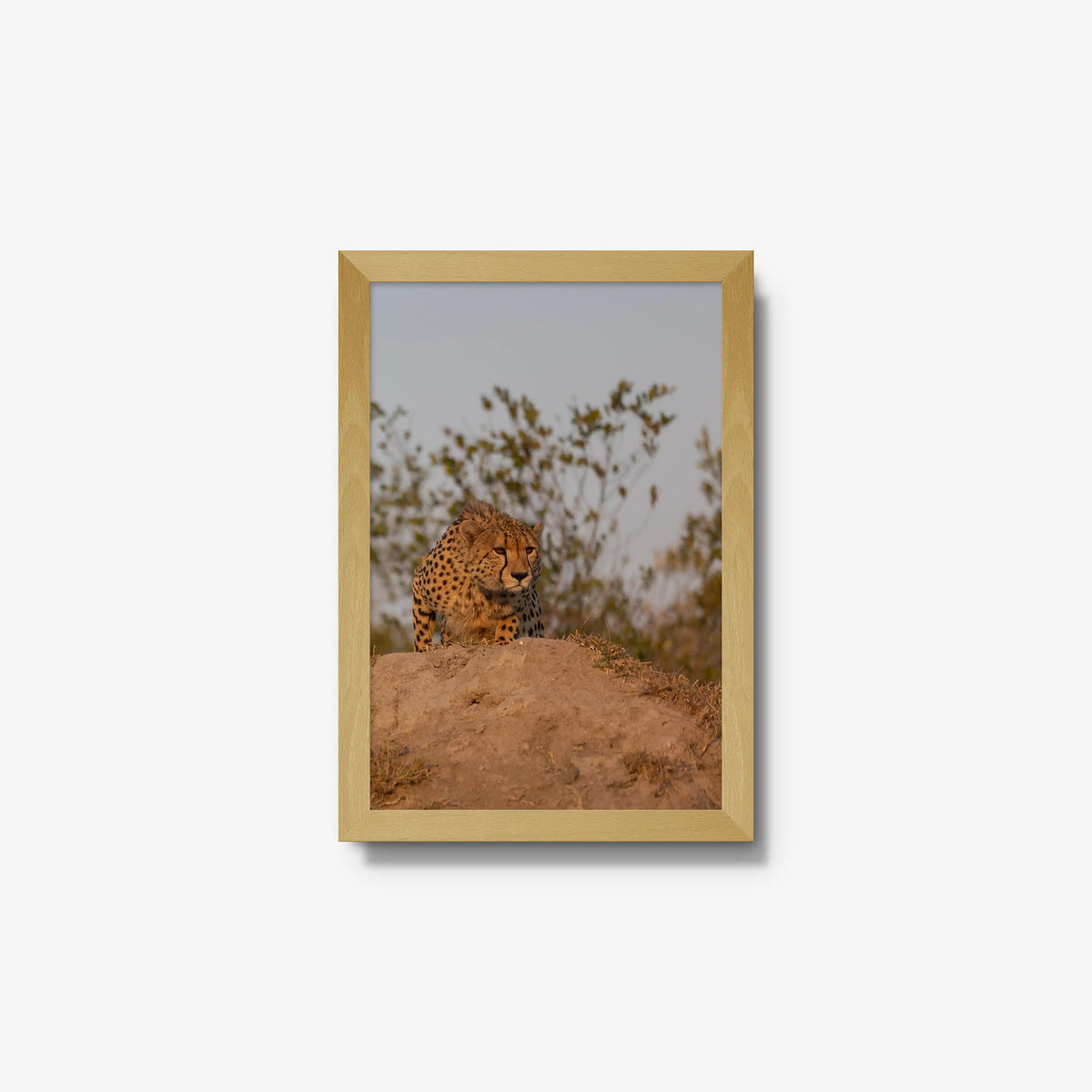 The Survey — small / natural / full