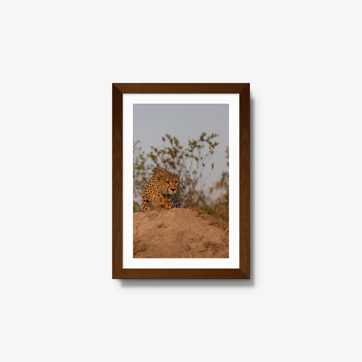 The Survey — small / brown / mat