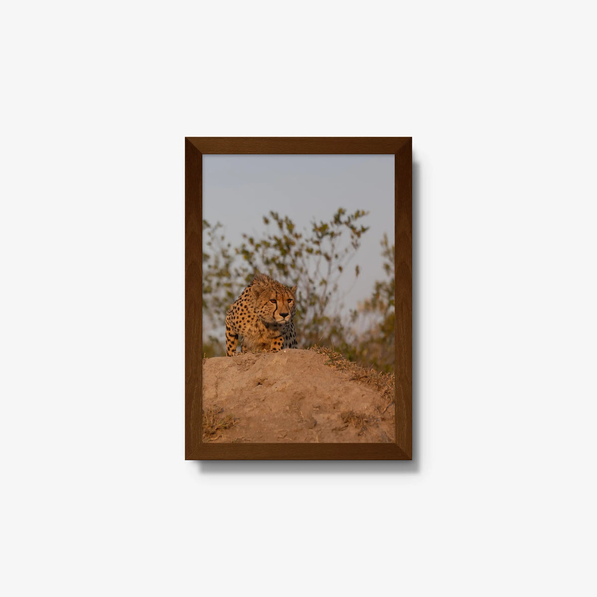 The Survey — small / brown / full