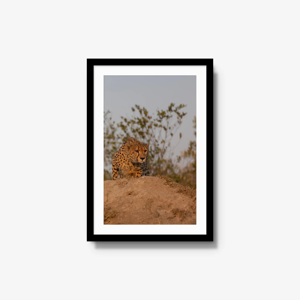 The Survey — medium / black / mat