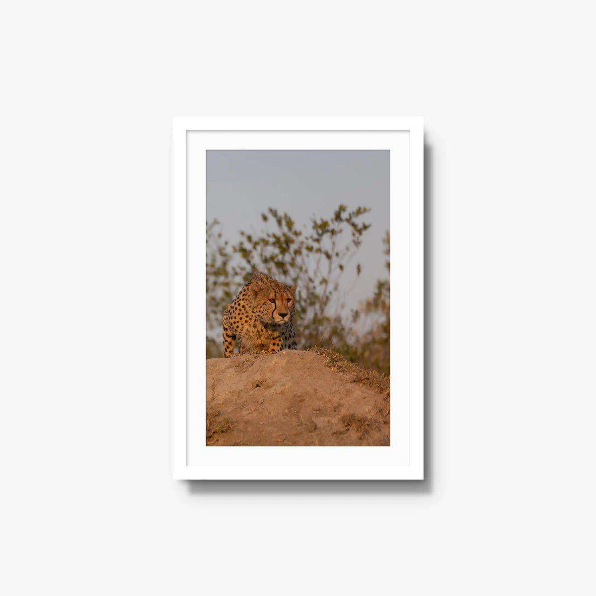 The Survey — medium / white / mat