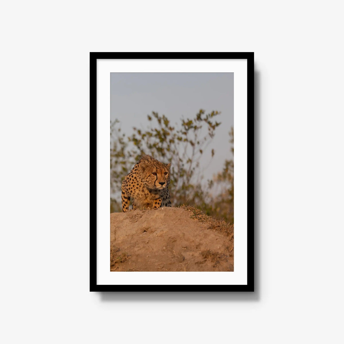 The Survey — large / black / mat