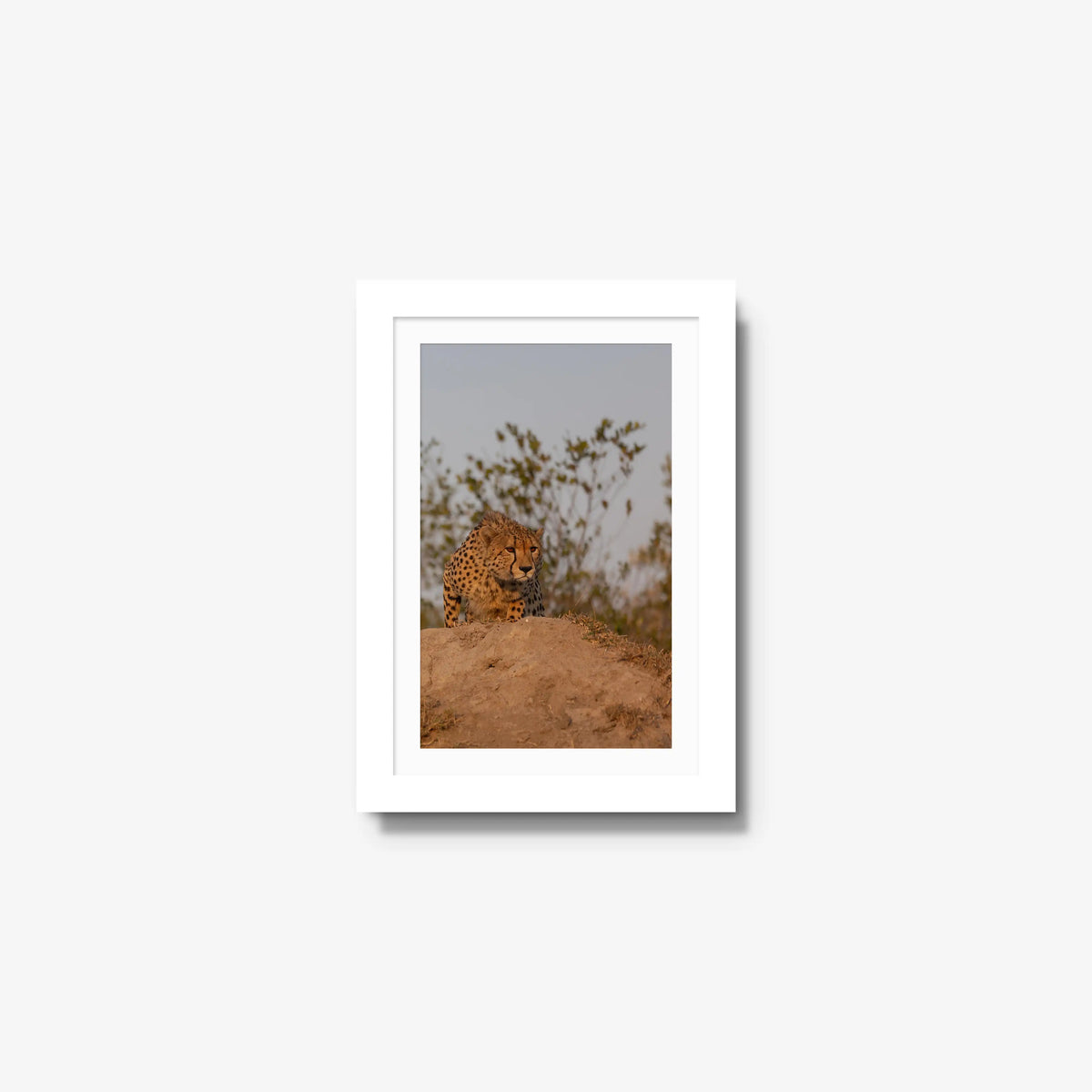 The Survey — mini / white / mat