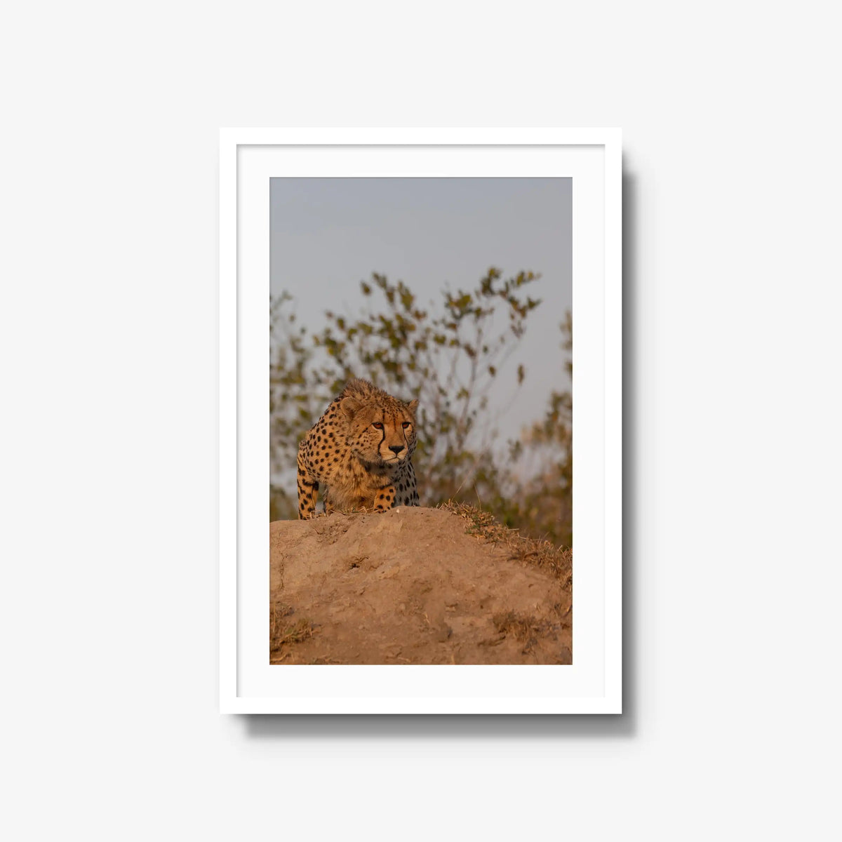 The Survey — large / white / mat
