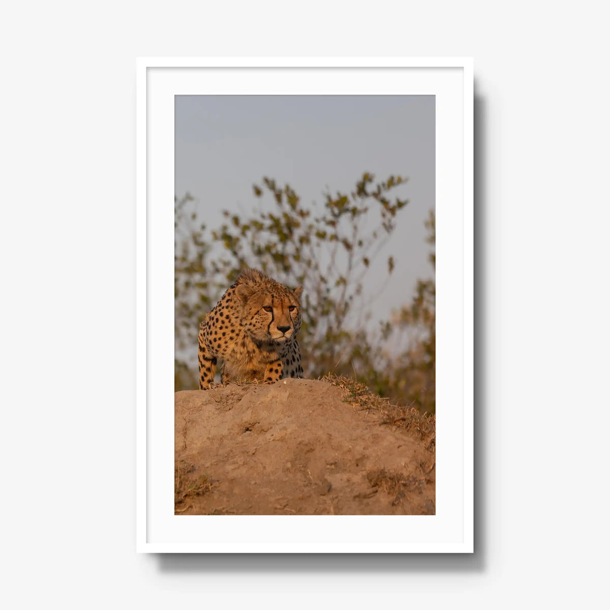 The Survey — gallery / white / mat