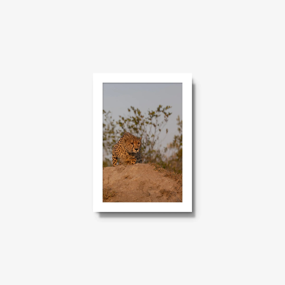 The Survey — mini / white / full