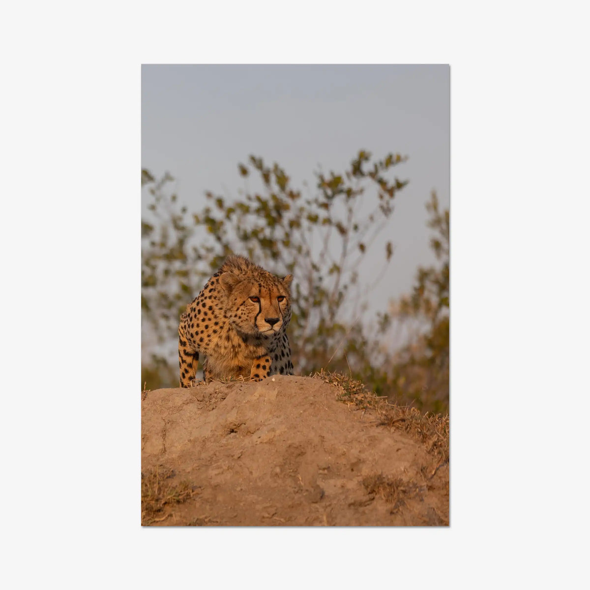 The Survey — gallery / print / n/a