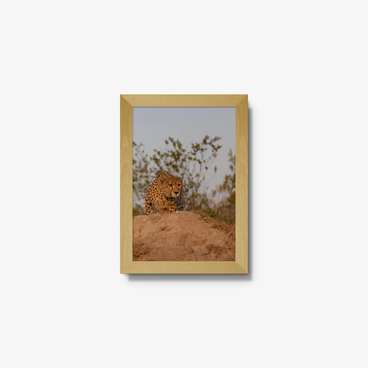 The Survey — mini / natural / full