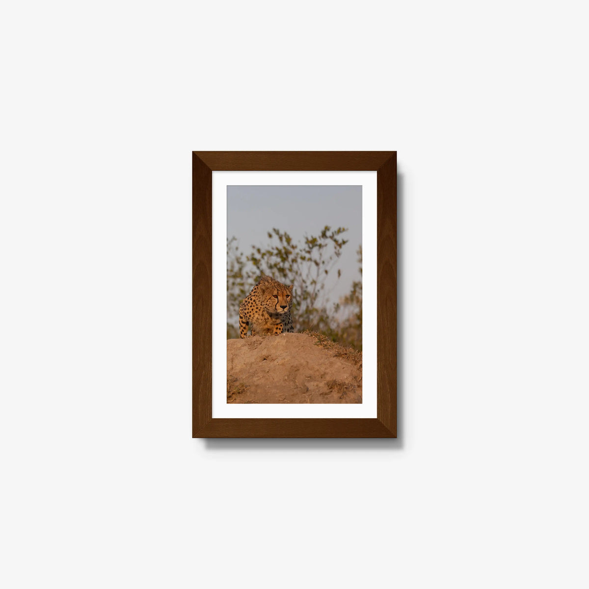 The Survey — mini / brown / mat