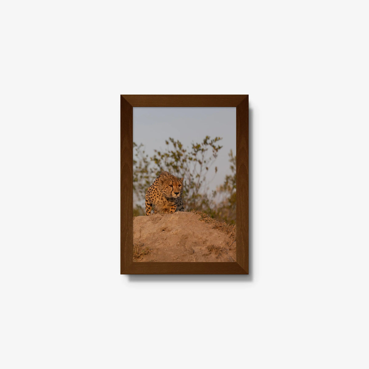 The Survey — mini / brown / full