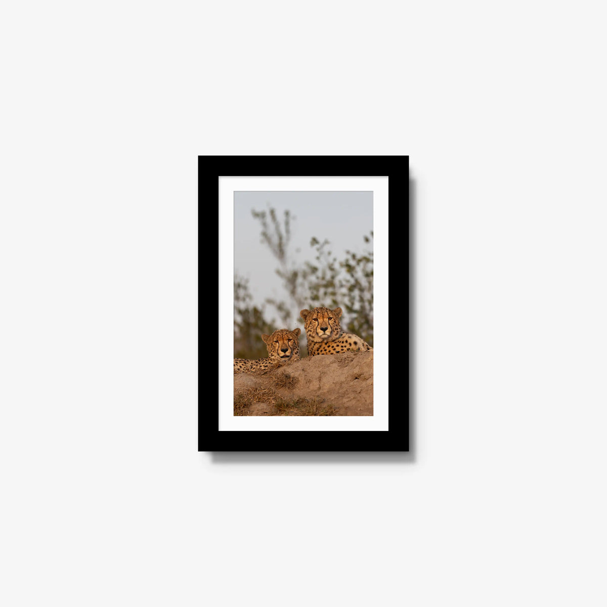 Wait — mini / black / mat