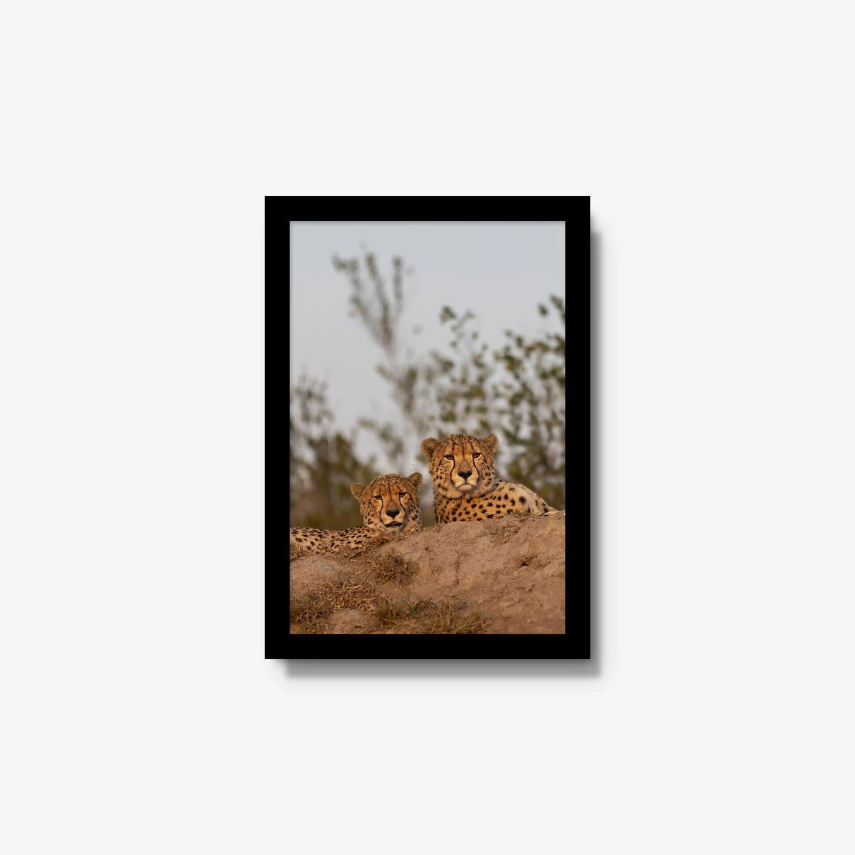 Wait — small / black / full