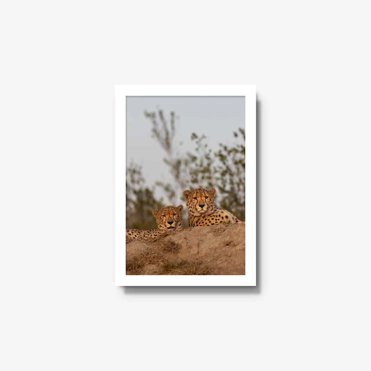 Wait — small / white / full