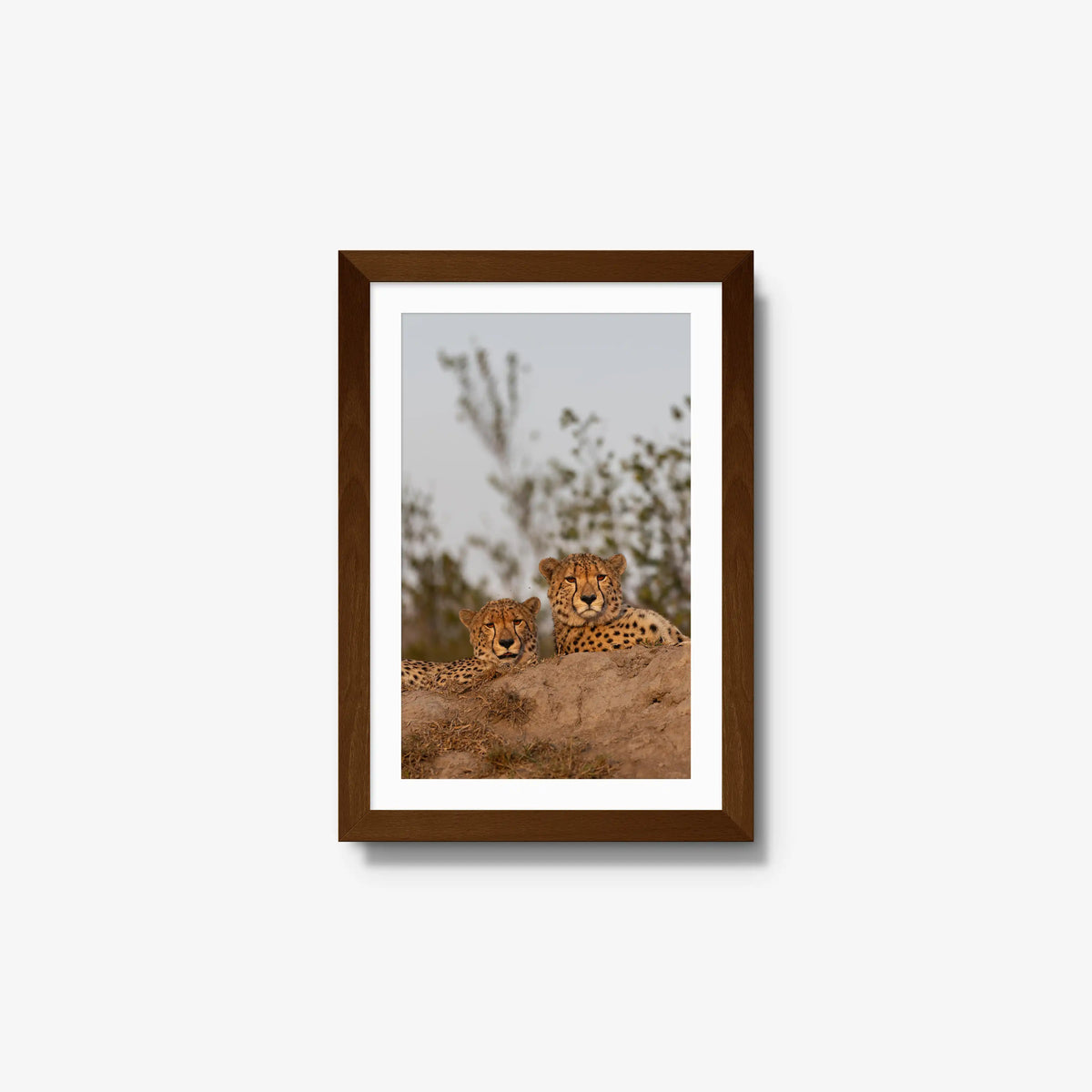 Wait — small / brown / mat