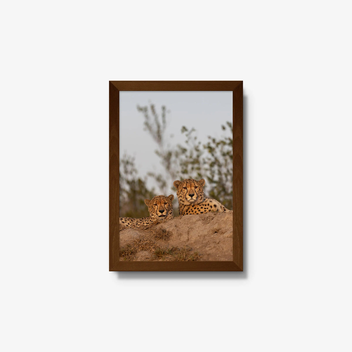 Wait — small / brown / full