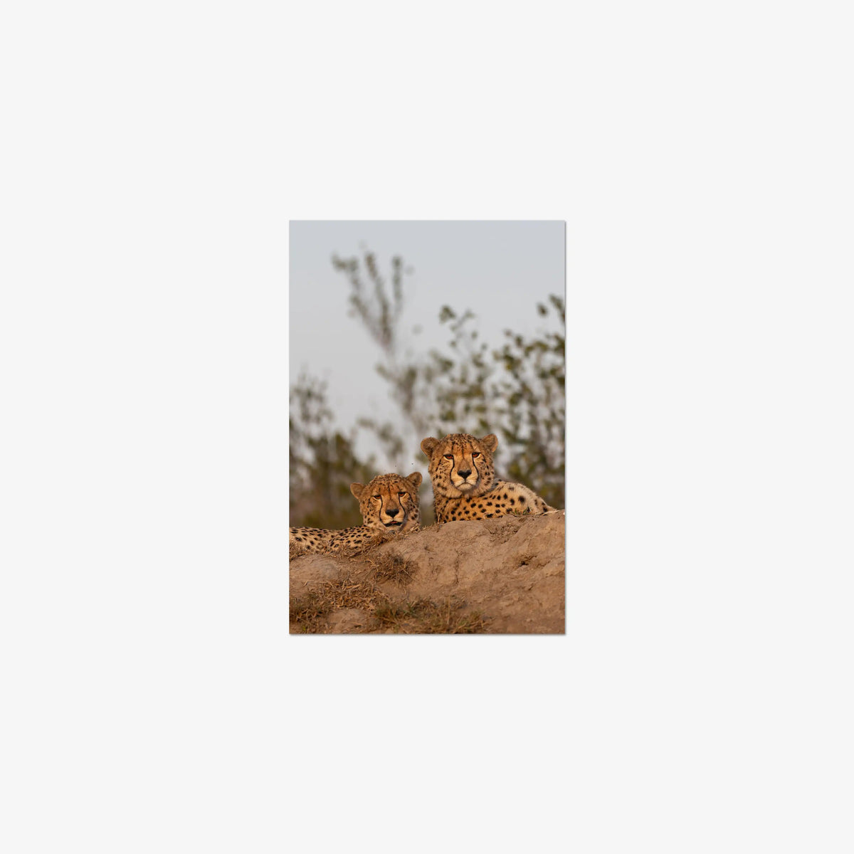 Wait — small / print / n/a