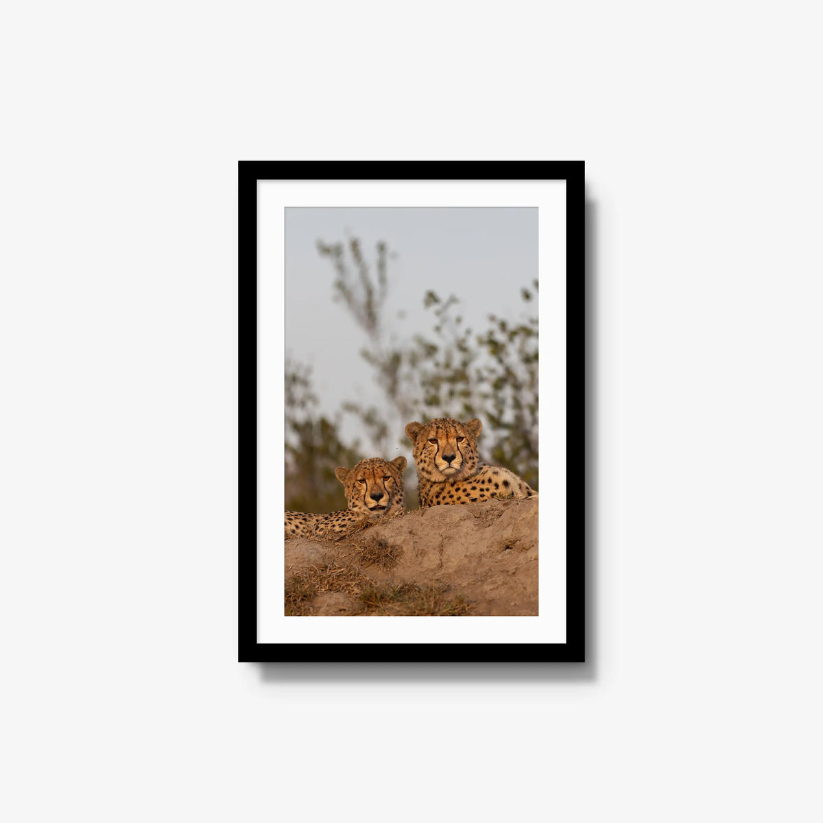 Wait — medium / black / mat