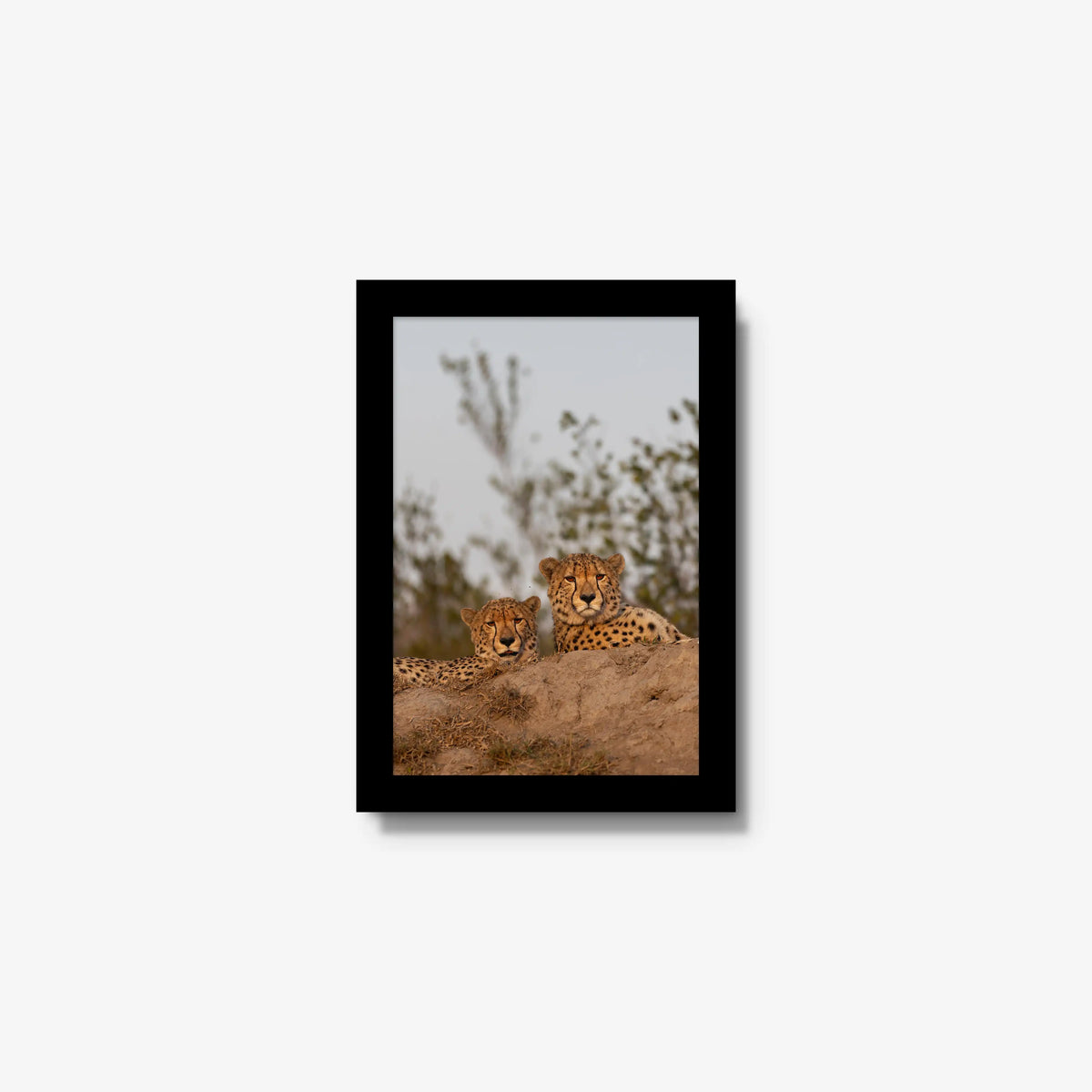 Wait — mini / black / full