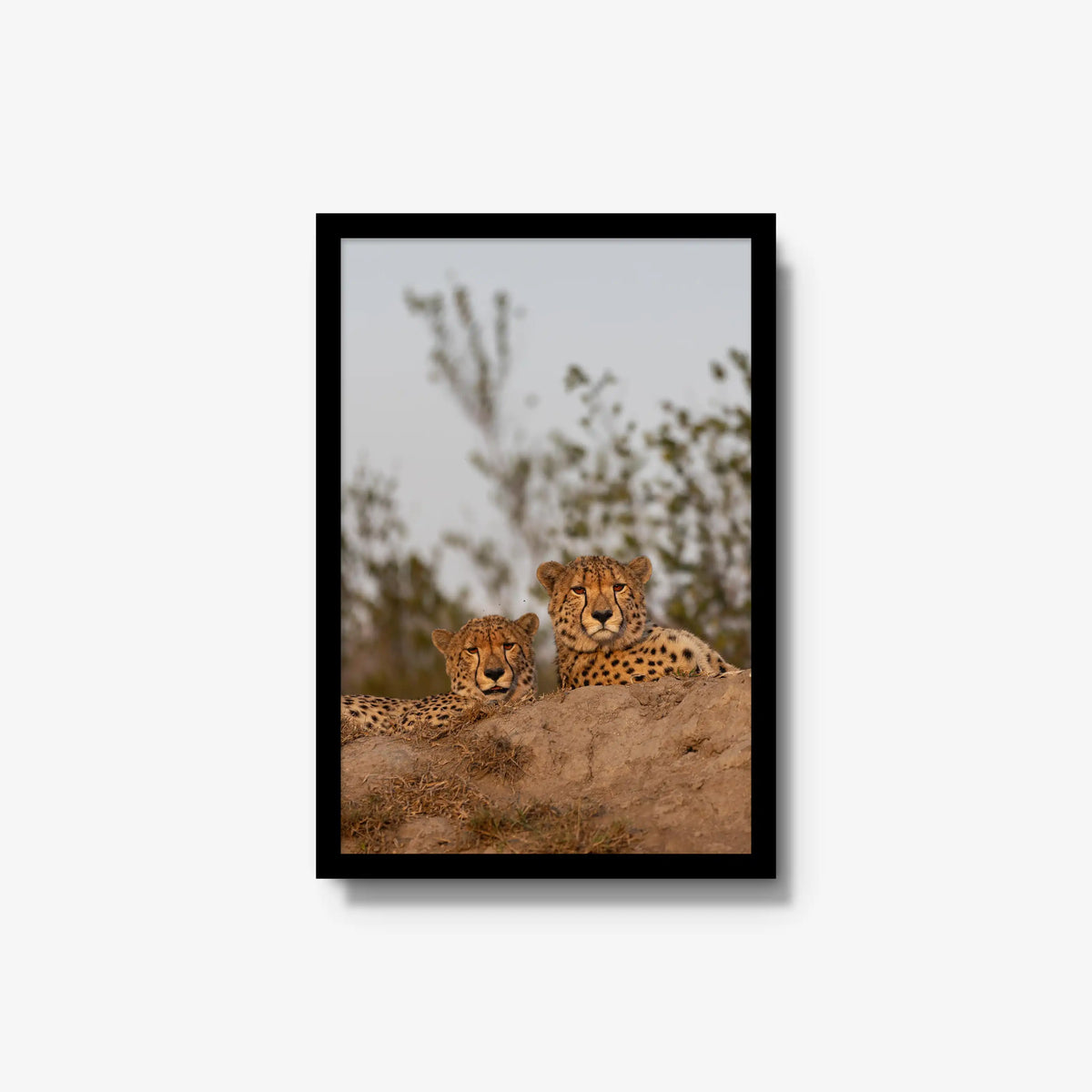 Wait — medium / black / full