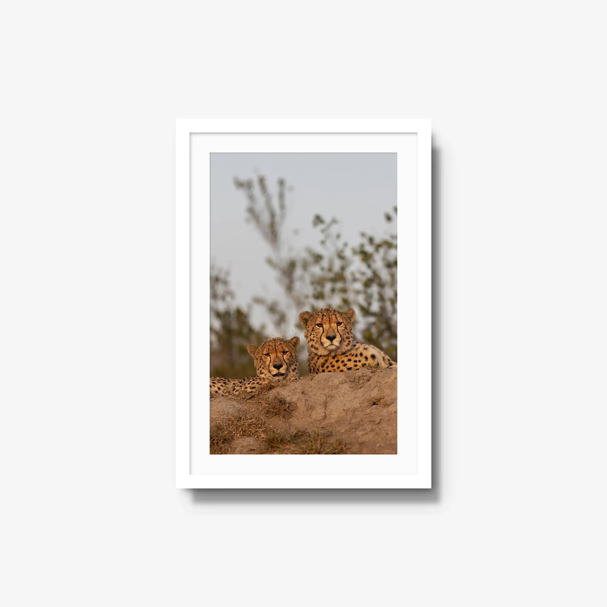 Wait — medium / white / mat