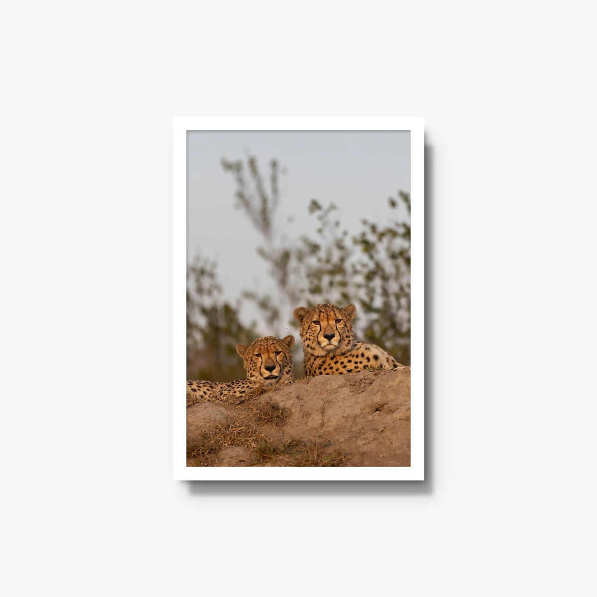 Wait — medium / white / full