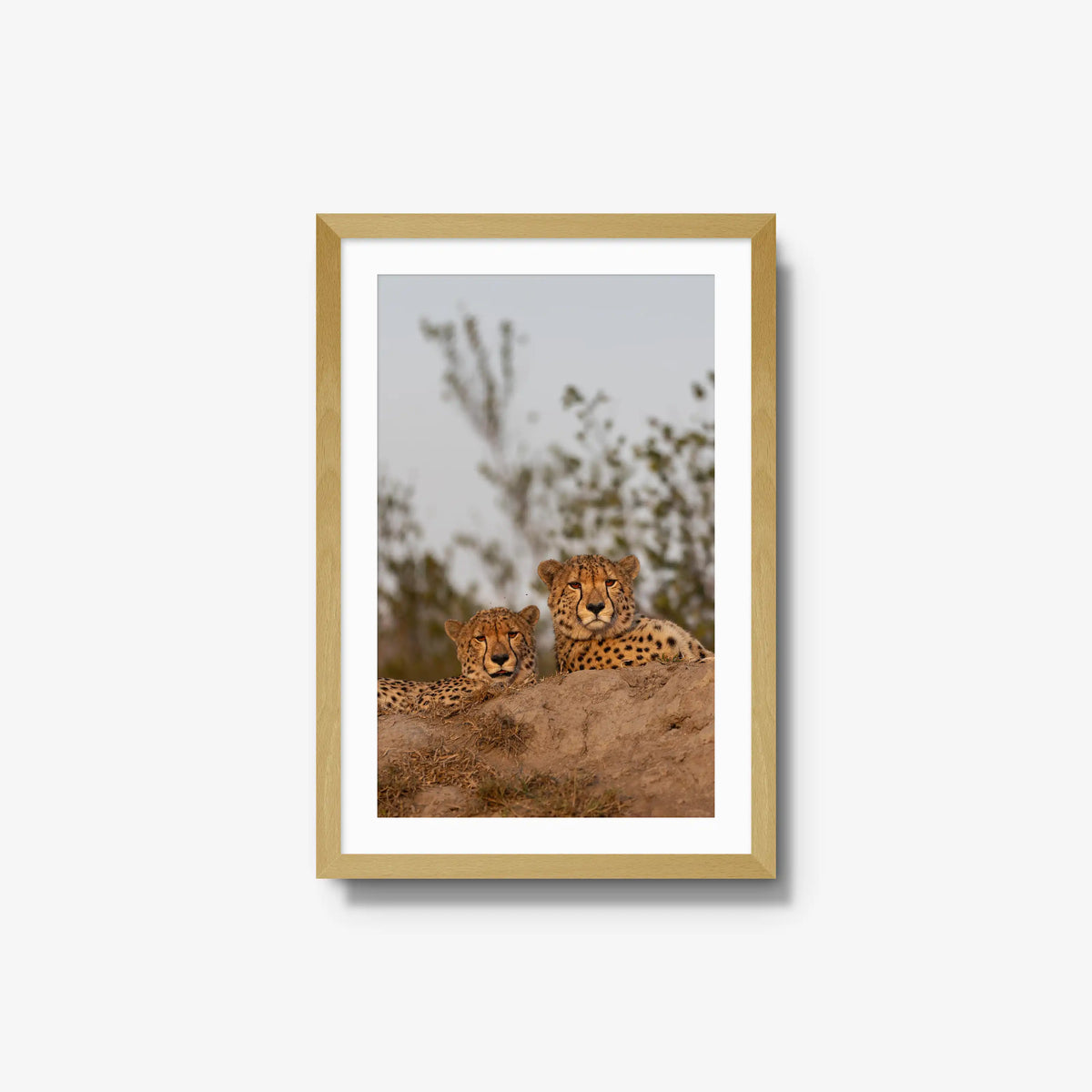 Wait — medium / natural / mat