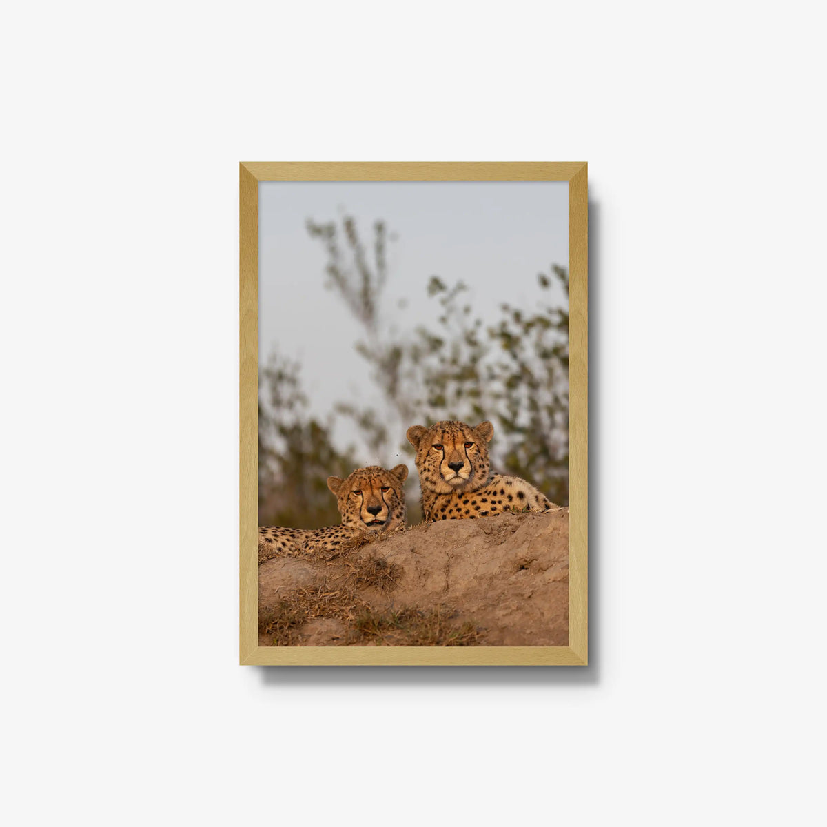 Wait — medium / natural / full