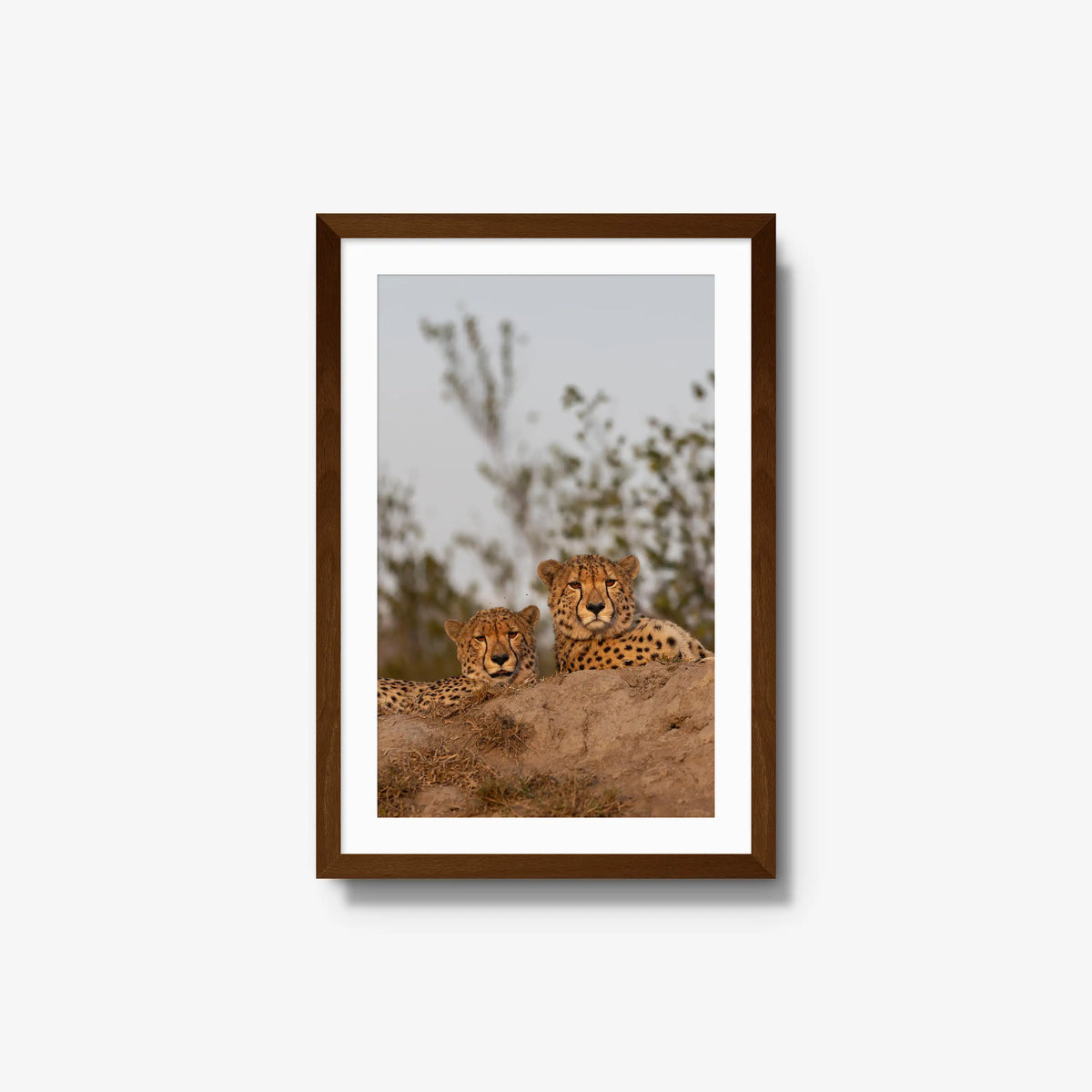 Wait — medium / brown / mat