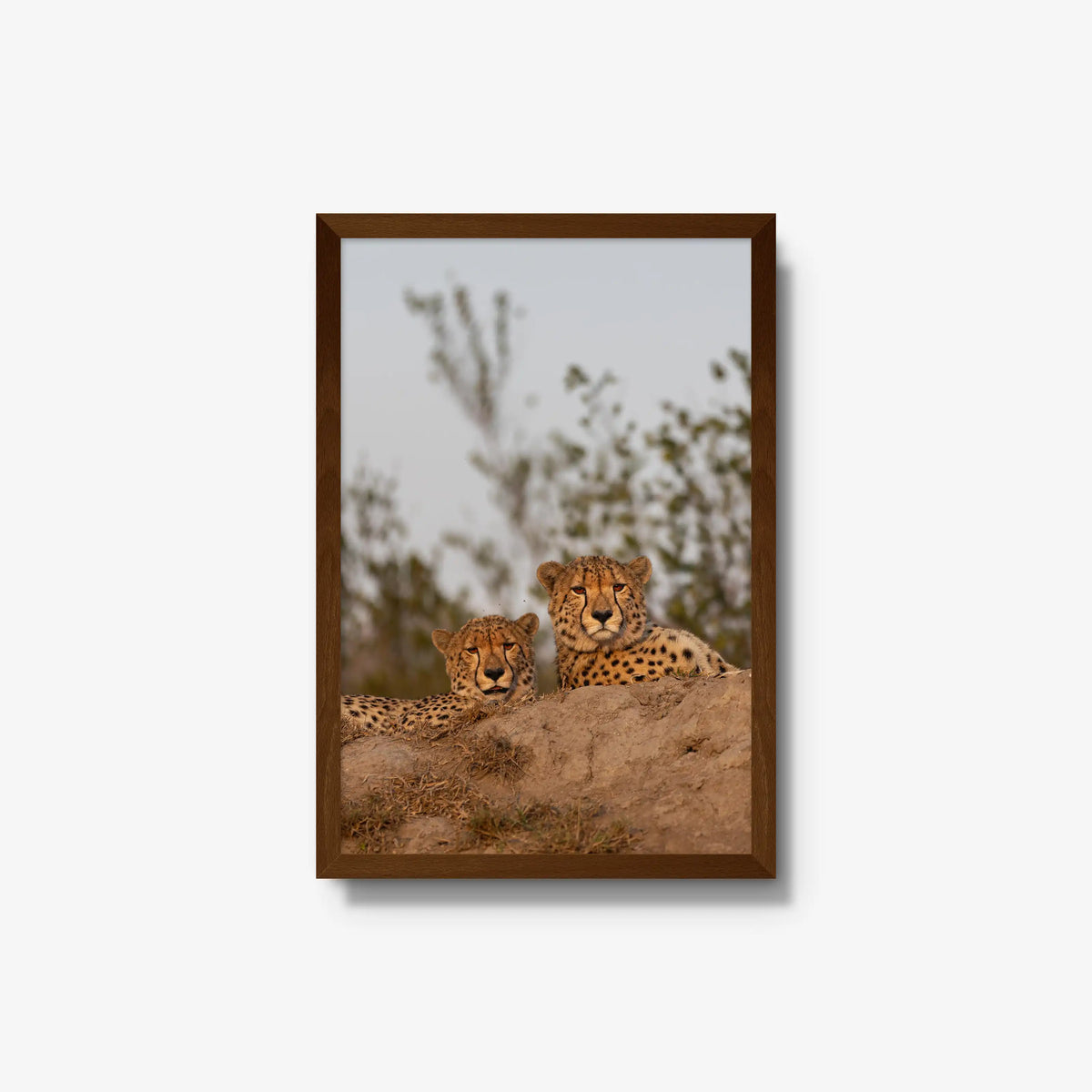 Wait — medium / brown / full