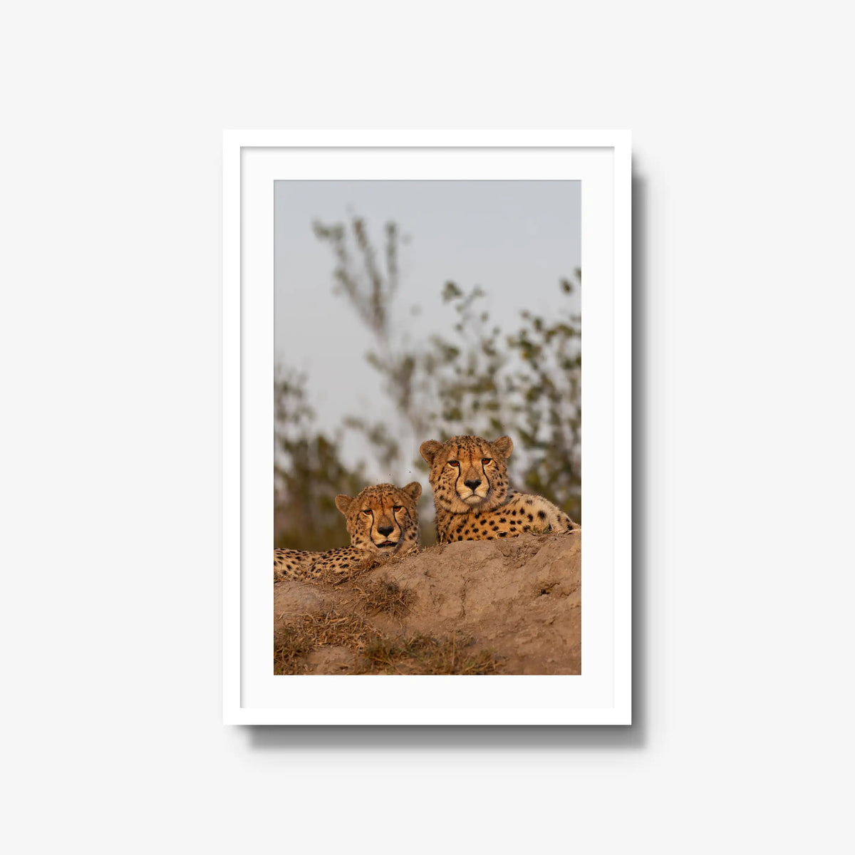 Wait — large / white / mat