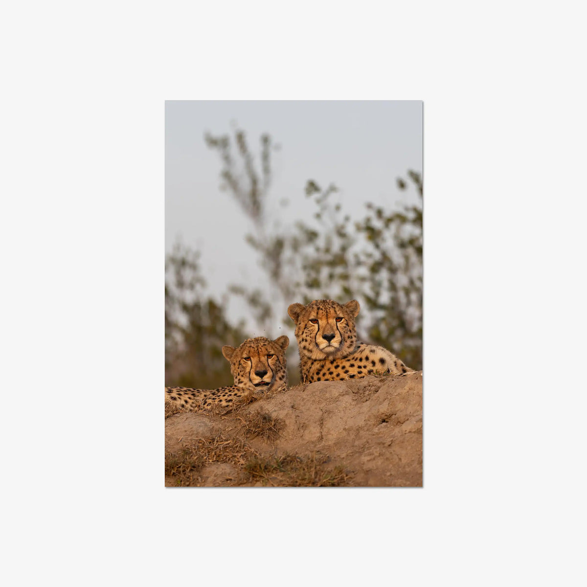 Wait — large / print / n/a